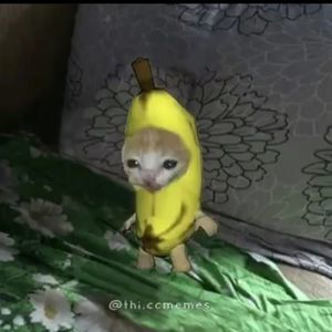 Meet your Posher, Nicholas